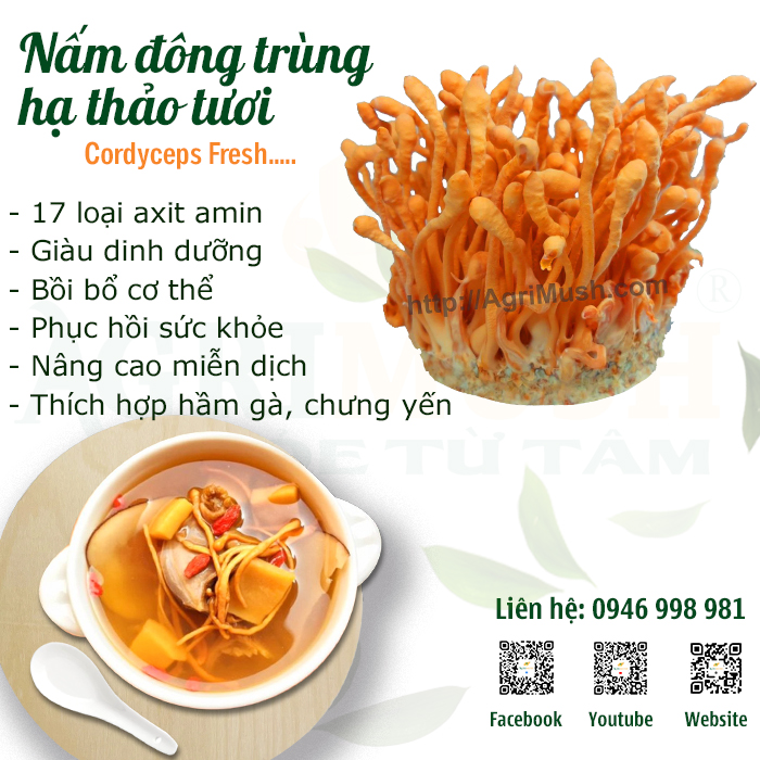 Nấm đông trùng hạ thảo tươi